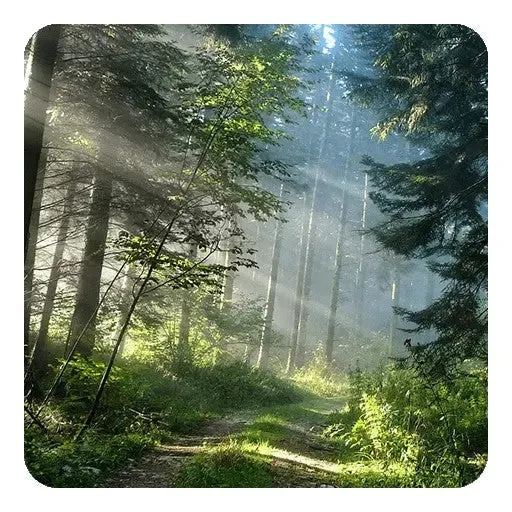 Fragrance Oil -Trail Hike